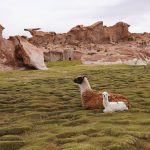 Llamita y su bebe