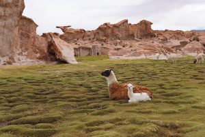 Llamita y su bebe